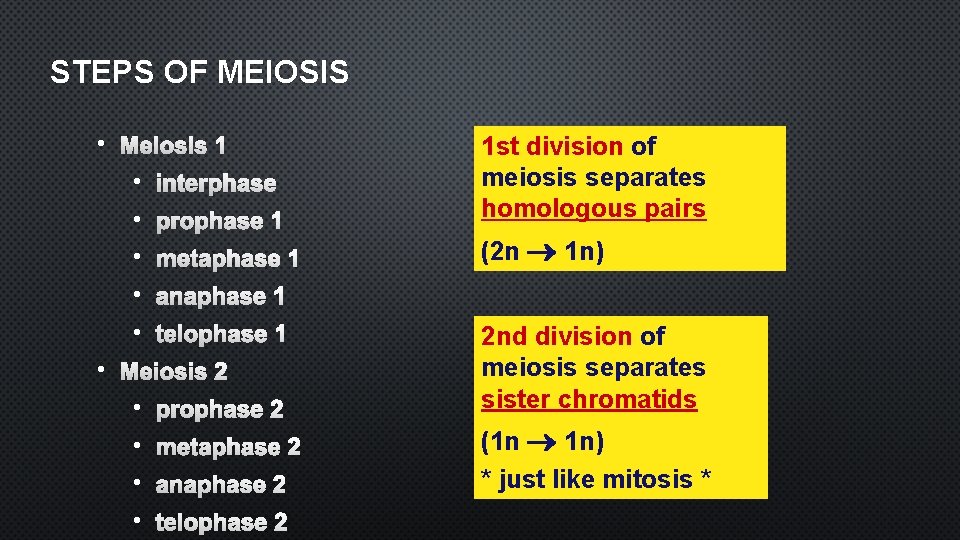 STEPS OF MEIOSIS • MEIOSIS 1 • INTERPHASE • • PROPHASE • • ANAPHASE