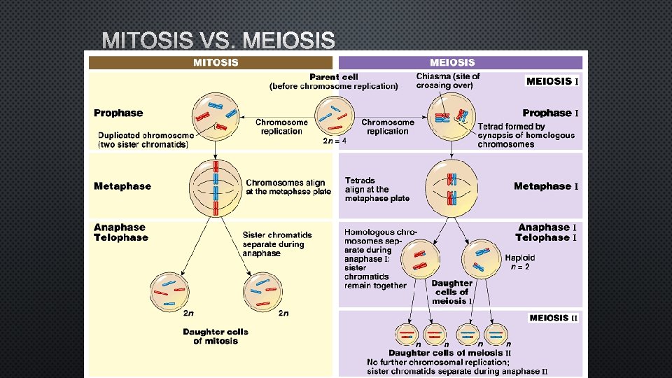 MITOSIS VS. MEIOSIS 