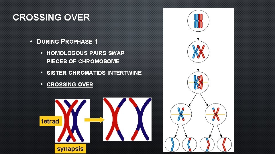 CROSSING OVER • DURING PROPHASE 1 • HOMOLOGOUS PAIRS SWAP PIECES OF CHROMOSOME •