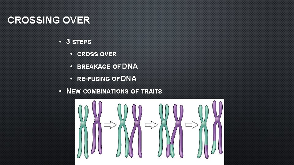 CROSSING OVER • 3 STEPS • CROSS OVER • BREAKAGE OF DNA • RE-FUSING