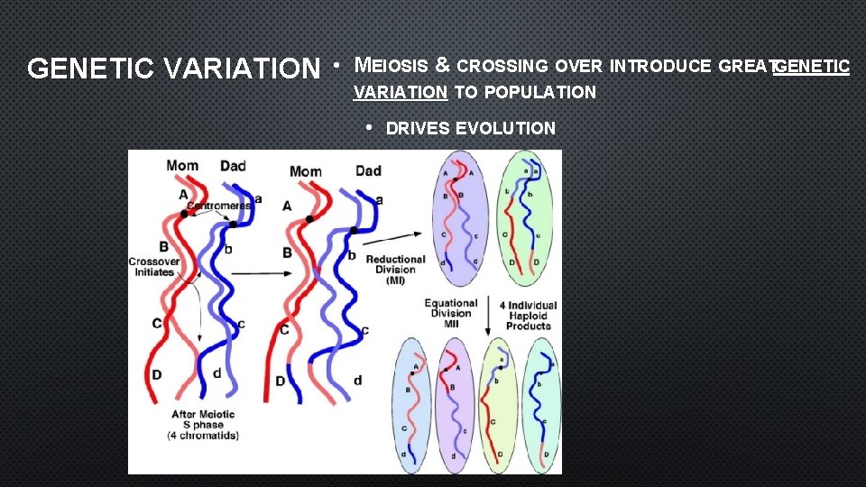 GENETIC VARIATION • MEIOSIS & CROSSING OVER INTRODUCE GREATGENETIC VARIATION TO POPULATION • DRIVES