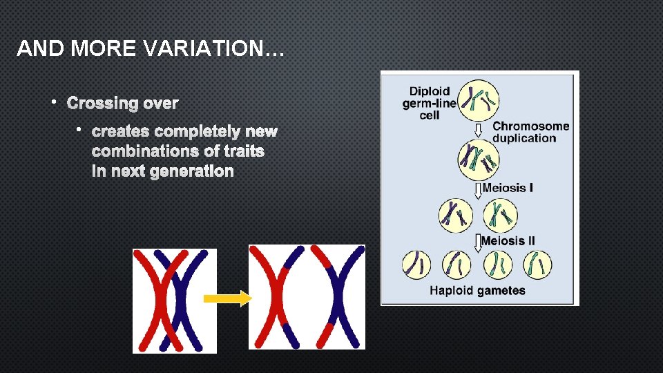 AND MORE VARIATION… • CROSSING OVER • CREATES COMPLETELY NEW COMBINATIONS OF TRAITS IN