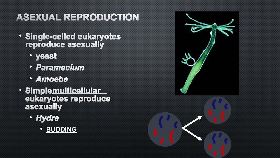 ASEXUAL REPRODUCTION • SINGLE-CELLED EUKARYOTES REPRODUCE ASEXUALLY • YEAST • PARAMECIUM • AMOEBA •