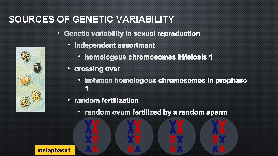 SOURCES OF GENETIC VARIABILITY • GENETIC VARIABILITY IN SEXUAL REPRODUCTION • INDEPENDENT ASSORTMENT •