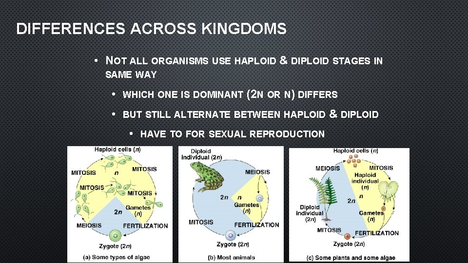 DIFFERENCES ACROSS KINGDOMS • NOT ALL ORGANISMS USE HAPLOID & DIPLOID STAGES IN SAME