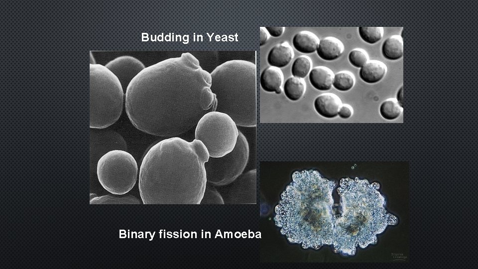 Budding in Yeast Binary fission in Amoeba 