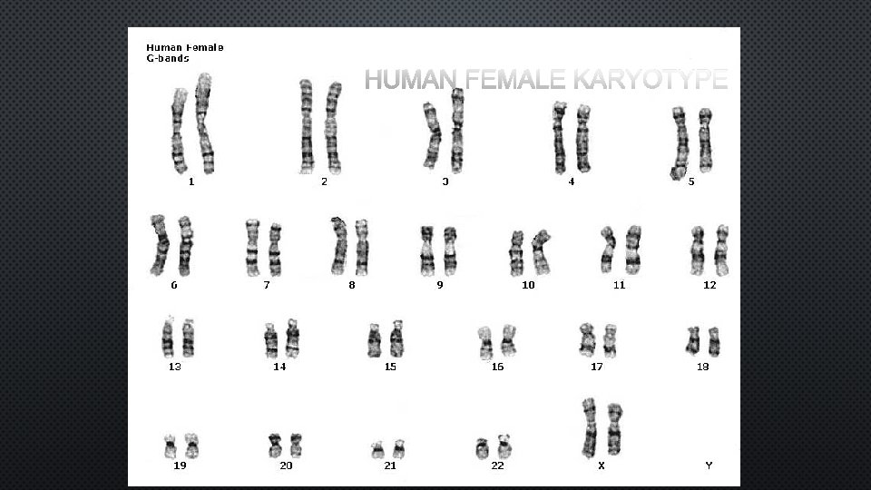 HUMAN FEMALE KARYOTYPE 