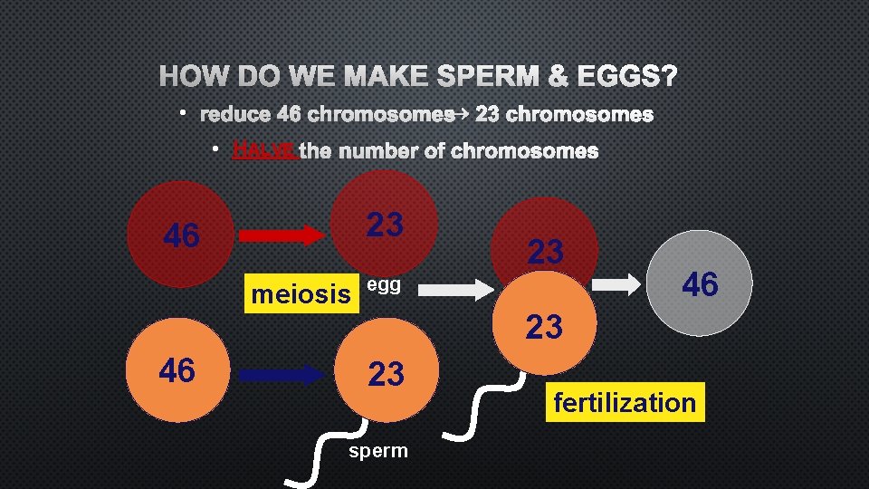 HOW DO WE MAKE SPERM & EGGS? • REDUCE 46 CHROMOSOMES 23 CHROMOSOMES •