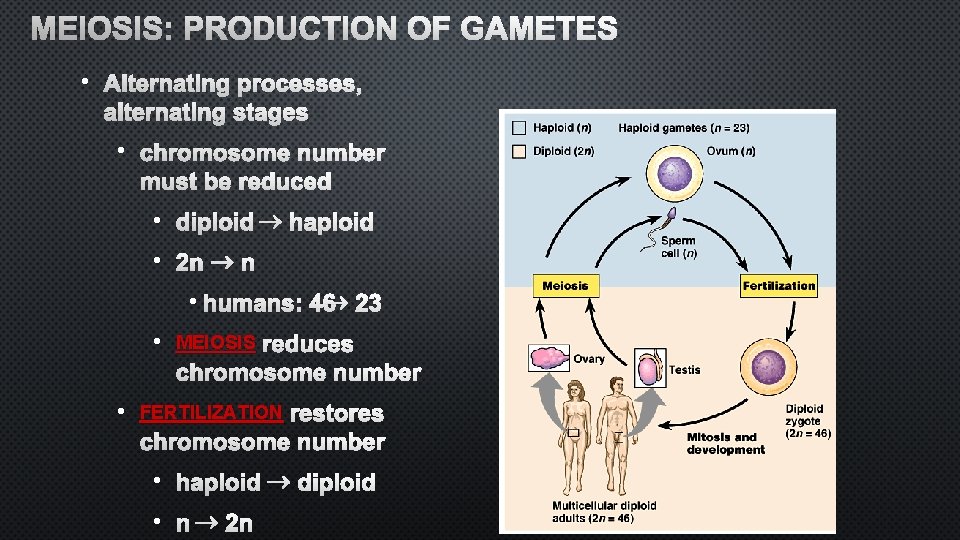MEIOSIS: PRODUCTION OF GAMETES • ALTERNATING PROCESSES, ALTERNATING STAGES • CHROMOSOME NUMBER MUST BE