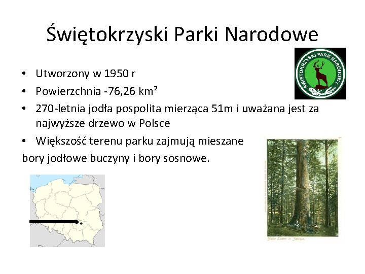 Świętokrzyski Parki Narodowe • Utworzony w 1950 r • Powierzchnia -76, 26 km² •