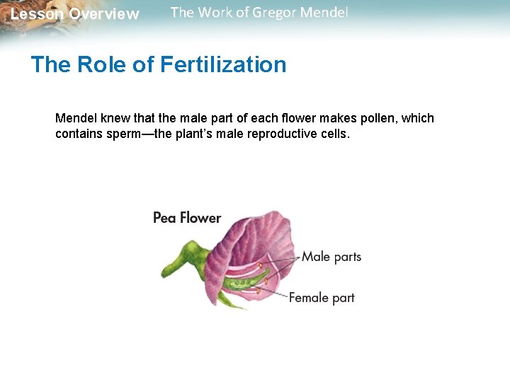  Lesson Overview The Work of Gregor Mendel The Role of Fertilization Mendel knew