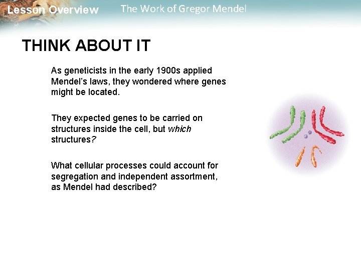  Lesson Overview The Work of Gregor Mendel THINK ABOUT IT As geneticists in