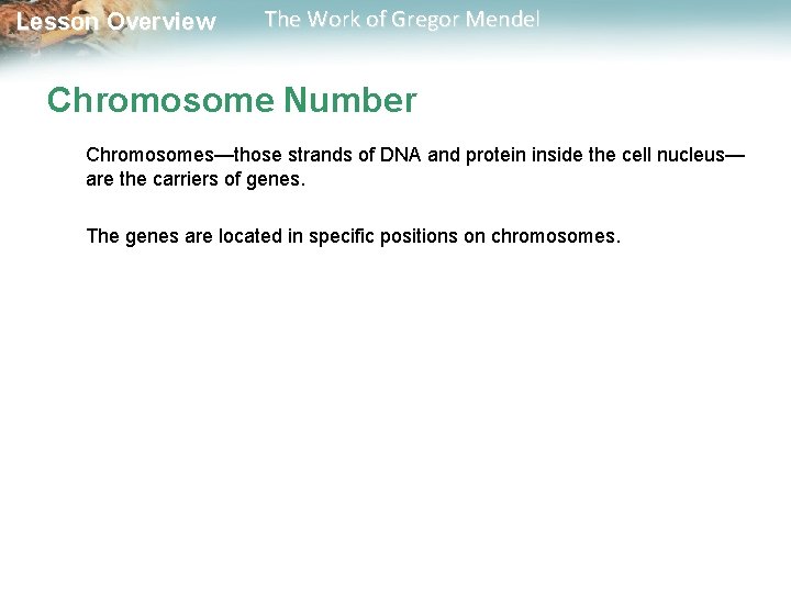  Lesson Overview The Work of Gregor Mendel Chromosome Number Chromosomes—those strands of DNA