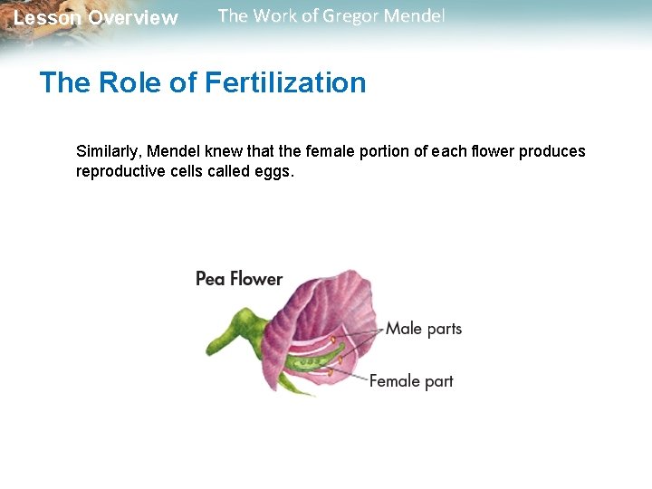  Lesson Overview The Work of Gregor Mendel The Role of Fertilization Similarly, Mendel