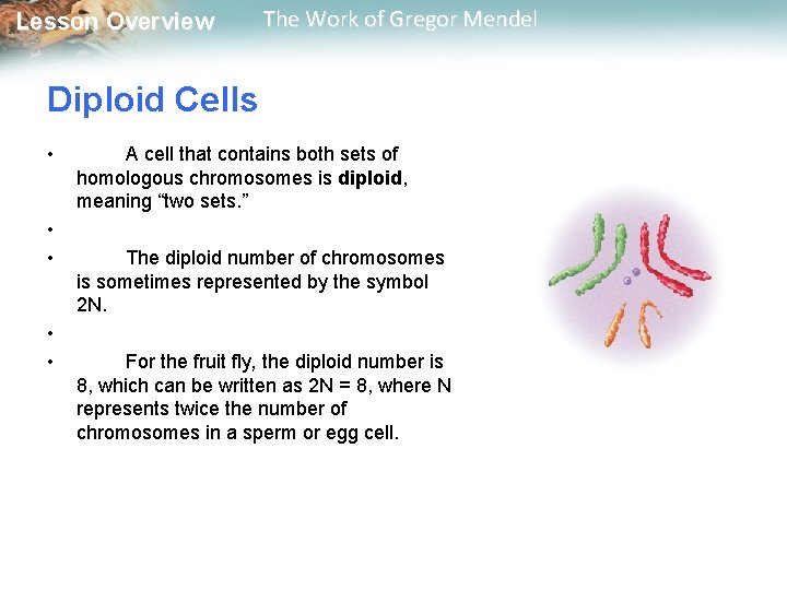  Lesson Overview The Work of Gregor Mendel Diploid Cells • • • A