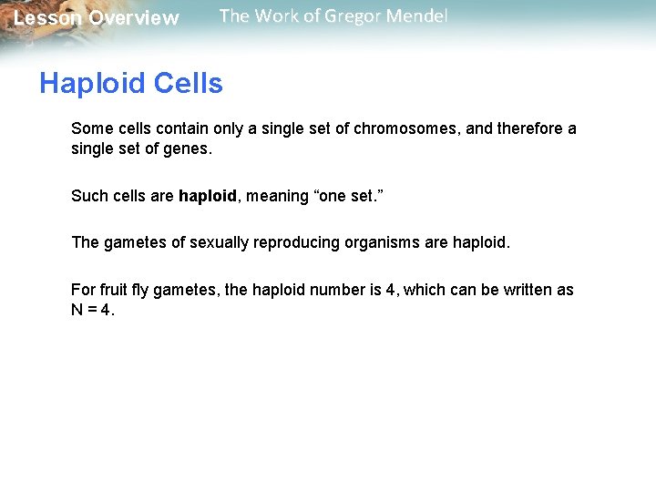  Lesson Overview The Work of Gregor Mendel Haploid Cells Some cells contain only