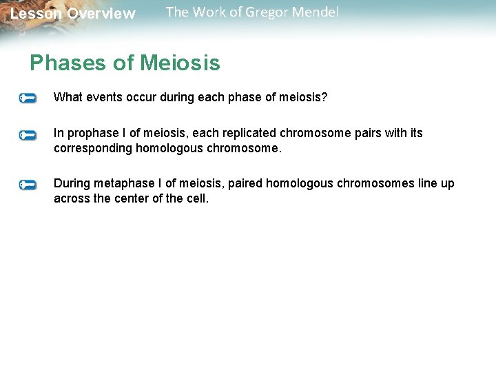  Lesson Overview The Work of Gregor Mendel Phases of Meiosis What events occur