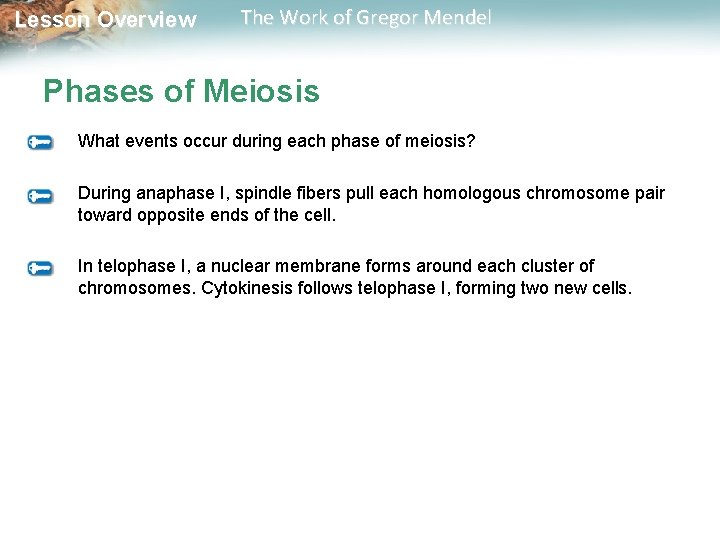  Lesson Overview The Work of Gregor Mendel Phases of Meiosis What events occur