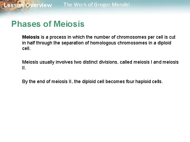  Lesson Overview The Work of Gregor Mendel Phases of Meiosis is a process