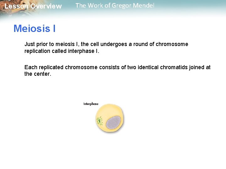  Lesson Overview The Work of Gregor Mendel Meiosis I Just prior to meiosis