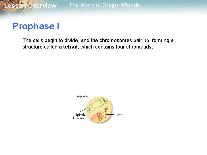  Lesson Overview The Work of Gregor Mendel Prophase I The cells begin to