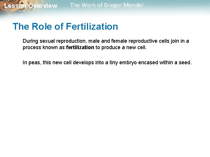  Lesson Overview The Work of Gregor Mendel The Role of Fertilization During sexual