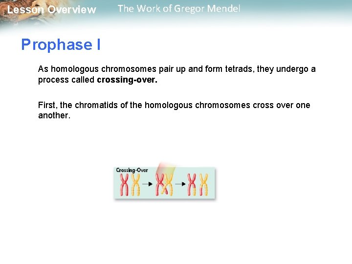  Lesson Overview The Work of Gregor Mendel Prophase I As homologous chromosomes pair