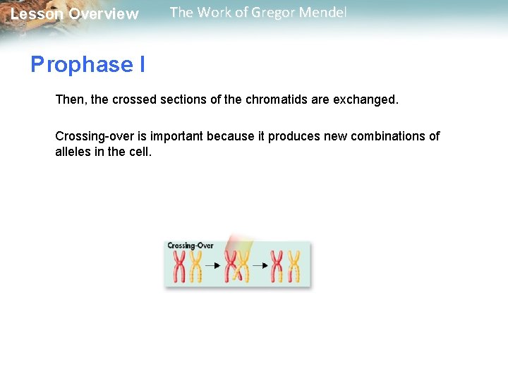  Lesson Overview The Work of Gregor Mendel Prophase I Then, the crossed sections