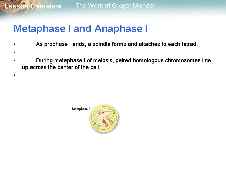  Lesson Overview The Work of Gregor Mendel Metaphase I and Anaphase I •