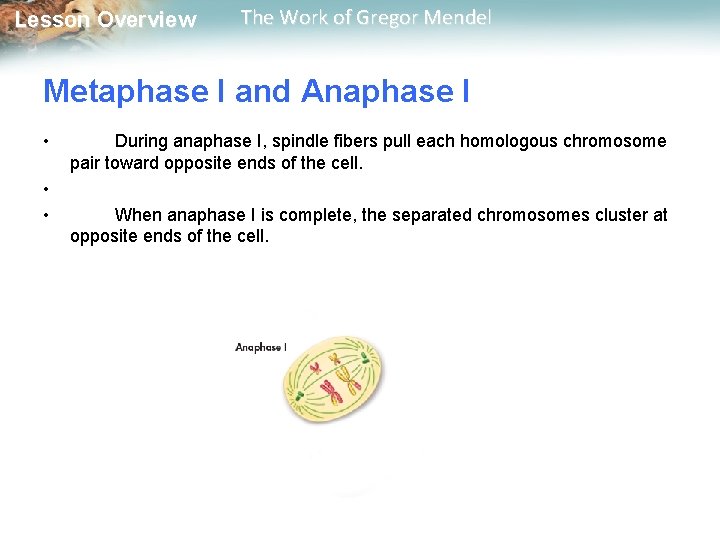  Lesson Overview The Work of Gregor Mendel Metaphase I and Anaphase I •