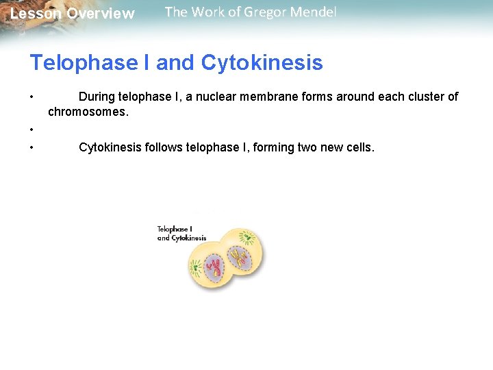  Lesson Overview The Work of Gregor Mendel Telophase I and Cytokinesis • •