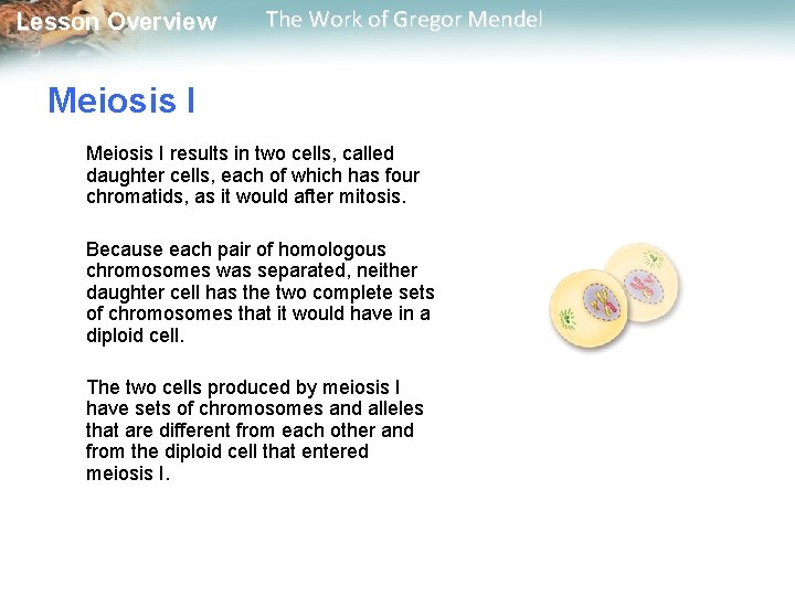  Lesson Overview The Work of Gregor Mendel Meiosis I results in two cells,