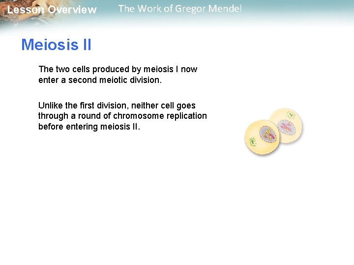  Lesson Overview The Work of Gregor Mendel Meiosis II The two cells produced