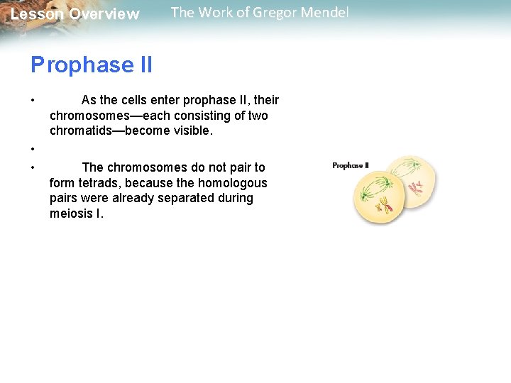  Lesson Overview The Work of Gregor Mendel Prophase II • • • As