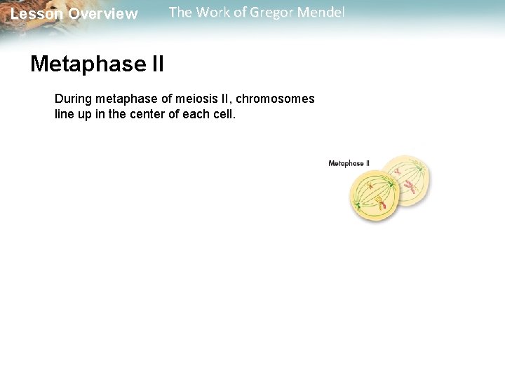  Lesson Overview The Work of Gregor Mendel Metaphase II During metaphase of meiosis