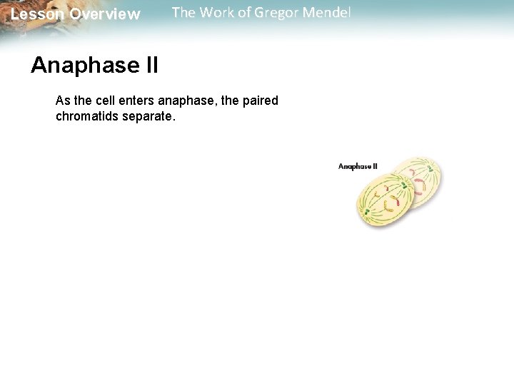  Lesson Overview The Work of Gregor Mendel Anaphase II As the cell enters