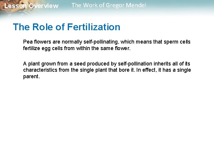 Lesson Overview The Work of Gregor Mendel The Role of Fertilization Pea flowers