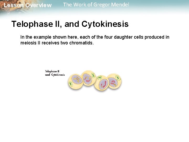  Lesson Overview The Work of Gregor Mendel Telophase II, and Cytokinesis In the