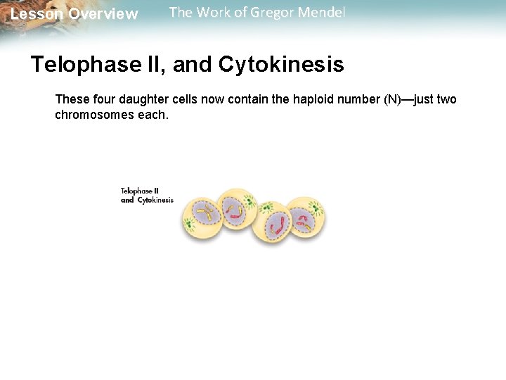  Lesson Overview The Work of Gregor Mendel Telophase II, and Cytokinesis These four