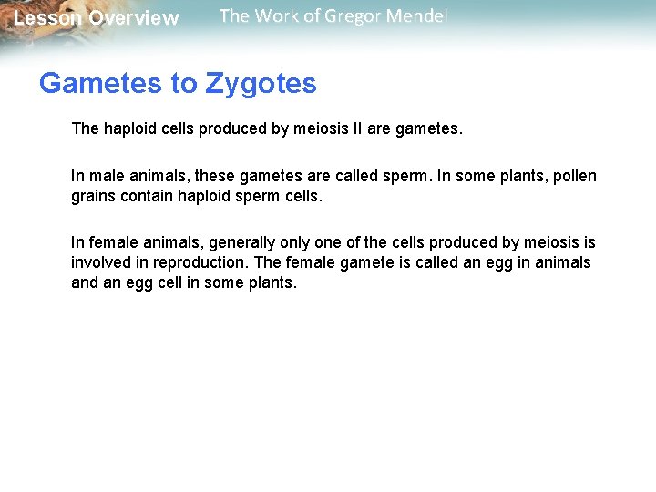  Lesson Overview The Work of Gregor Mendel Gametes to Zygotes The haploid cells