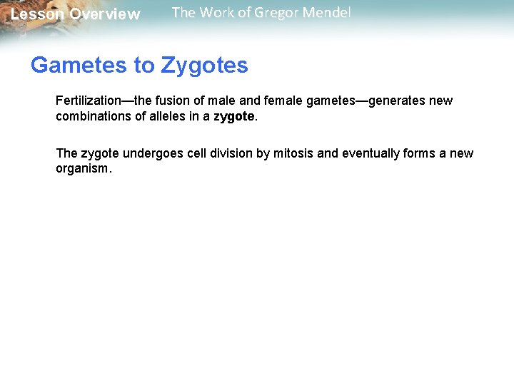  Lesson Overview The Work of Gregor Mendel Gametes to Zygotes Fertilization—the fusion of