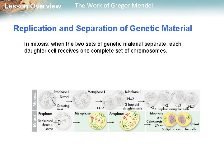  Lesson Overview The Work of Gregor Mendel Replication and Separation of Genetic Material