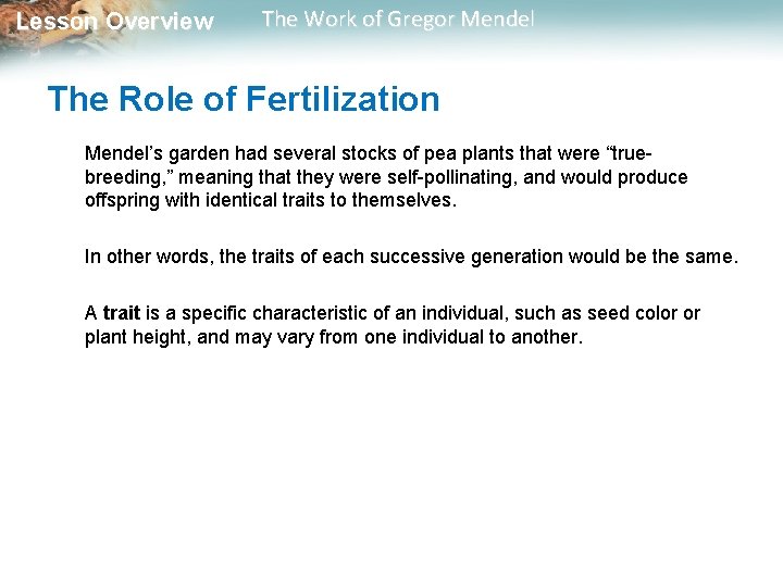  Lesson Overview The Work of Gregor Mendel The Role of Fertilization Mendel’s garden