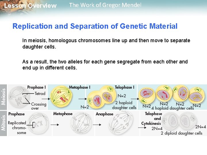  Lesson Overview The Work of Gregor Mendel Replication and Separation of Genetic Material