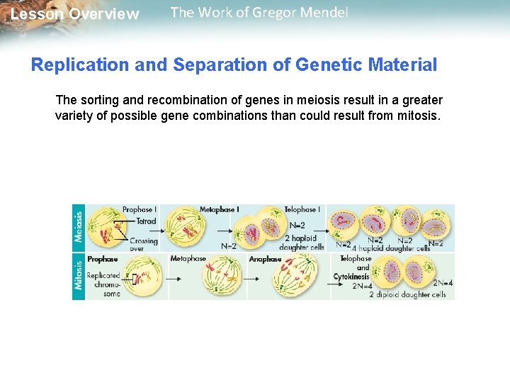  Lesson Overview The Work of Gregor Mendel Replication and Separation of Genetic Material