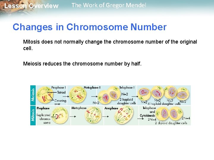  Lesson Overview The Work of Gregor Mendel Changes in Chromosome Number Mitosis does