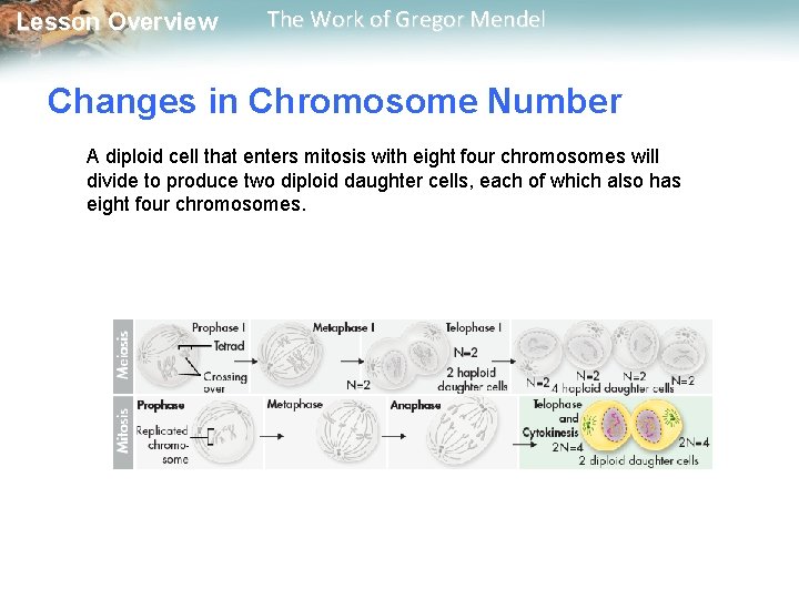  Lesson Overview The Work of Gregor Mendel Changes in Chromosome Number A diploid