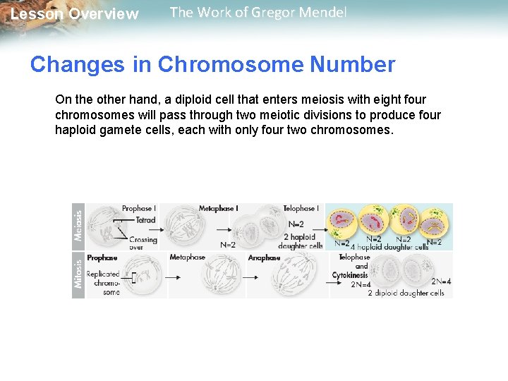  Lesson Overview The Work of Gregor Mendel Changes in Chromosome Number On the