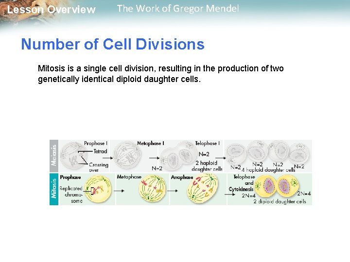  Lesson Overview The Work of Gregor Mendel Number of Cell Divisions Mitosis is