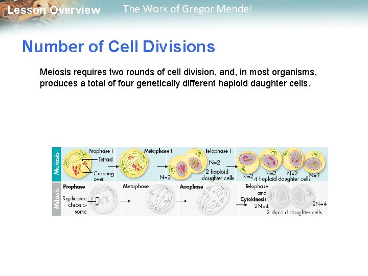  Lesson Overview The Work of Gregor Mendel Number of Cell Divisions Meiosis requires